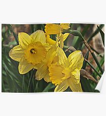 Yellow Daffodils Poster