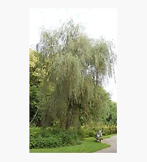 Weeping Willow Photographic Print