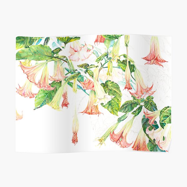 Pink Brugmansia Floral Watercolor Poster