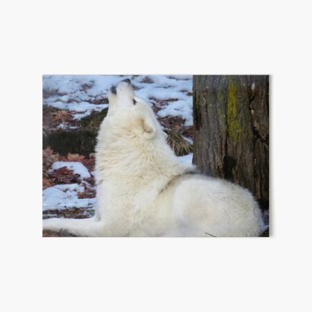 Arctic Wolf Puppy Wall Art Redbubble - artic wolf roblox