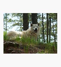 Arctic Wolf Photographic Print