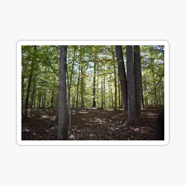 Forest with Sunshine Coming through Trees Sticker
