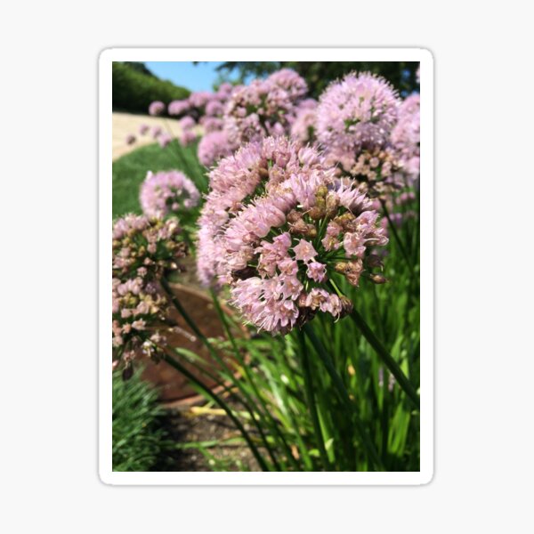 Lavender/Purple Flowers under the Sun Sticker