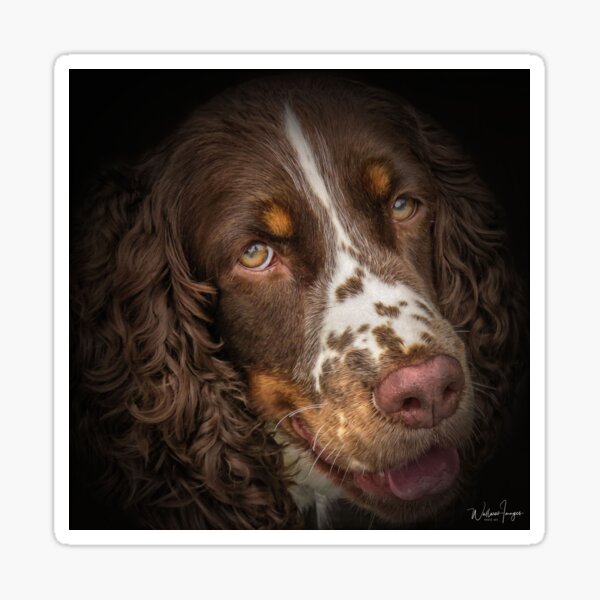 Flame the Springer Spaniel Sticker