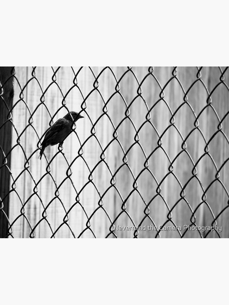 "I Know Why The Caged Bird Sings (black and white)" Photographic Print