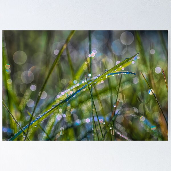 Item preview, After the rain 4 designed and sold by Veikko  Suikkanen.