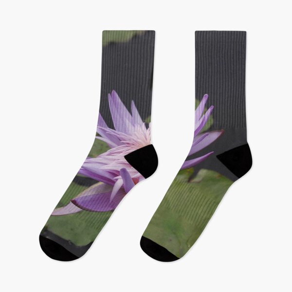 Item preview, Rosy lavender water lily designed and sold by rvjames.
