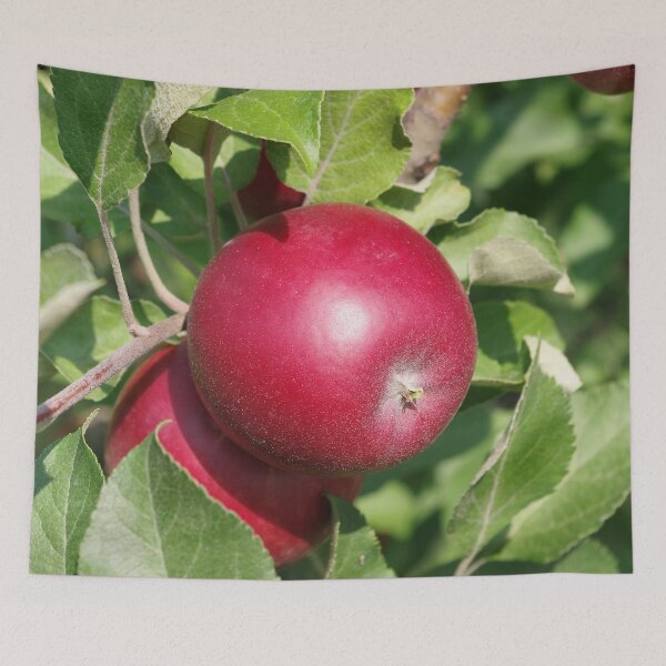 Item preview, Apple Almost Ready designed and sold by rvjames.