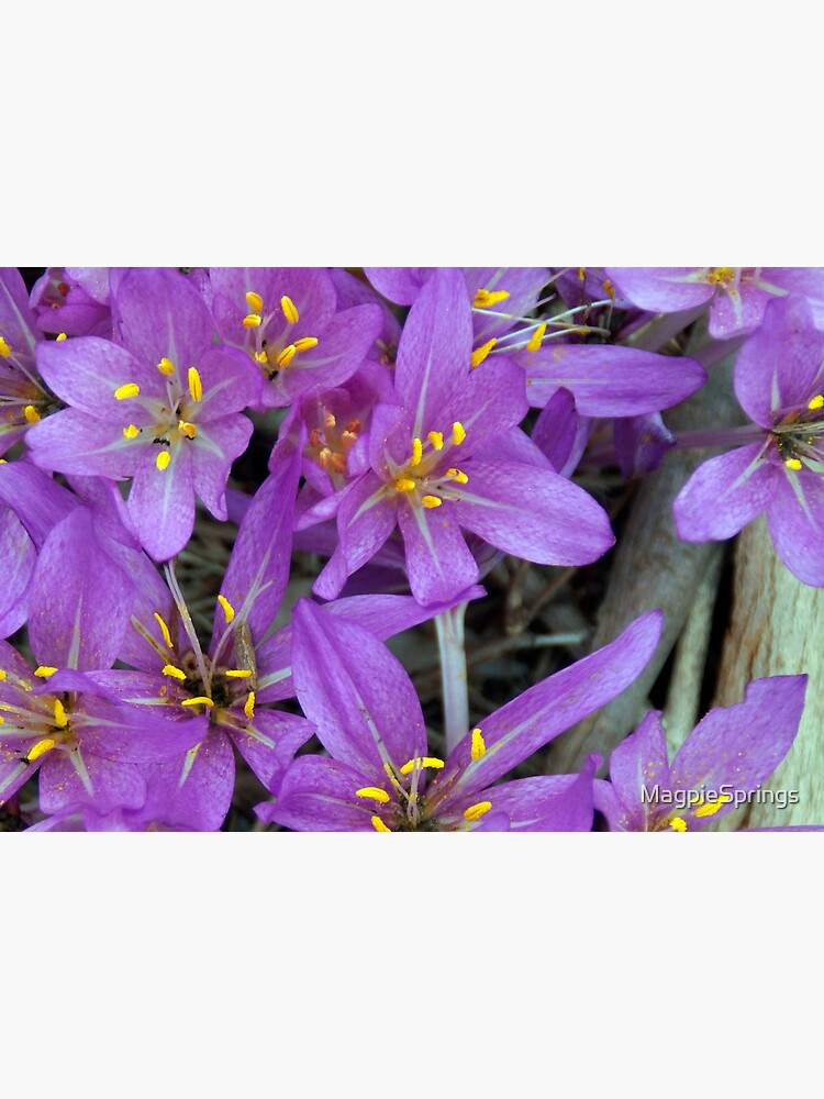 Crocus at Magpie Springs - Adelaide Hills - Fleurieu Peninsula - South Australia by MagpieSprings
