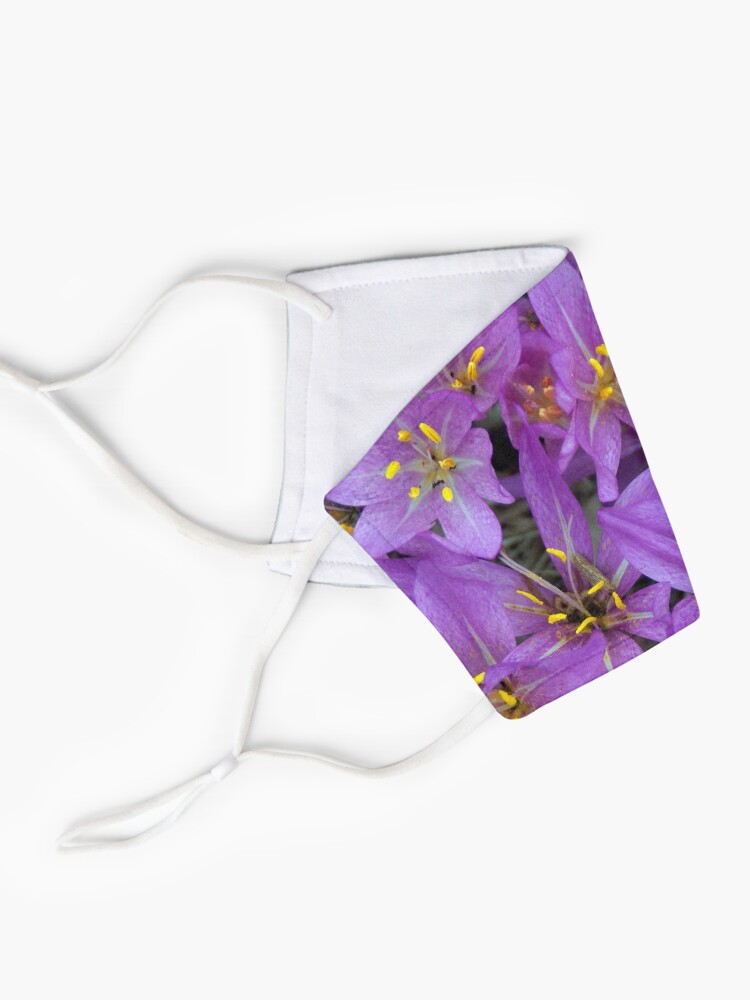 Alternate view of Crocus at Magpie Springs - Adelaide Hills - Fleurieu Peninsula - South Australia Mask