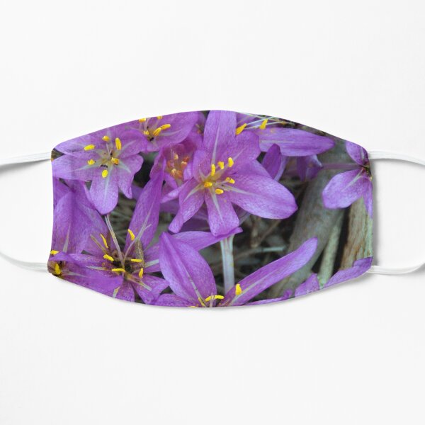 Crocus at Magpie Springs - Adelaide Hills - Fleurieu Peninsula - South Australia Mask