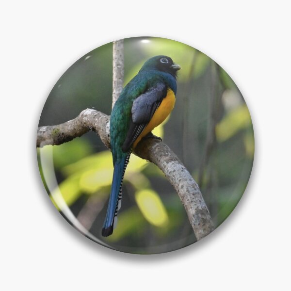 Item preview, trogon panama designed and sold by JIM-AND-ME.