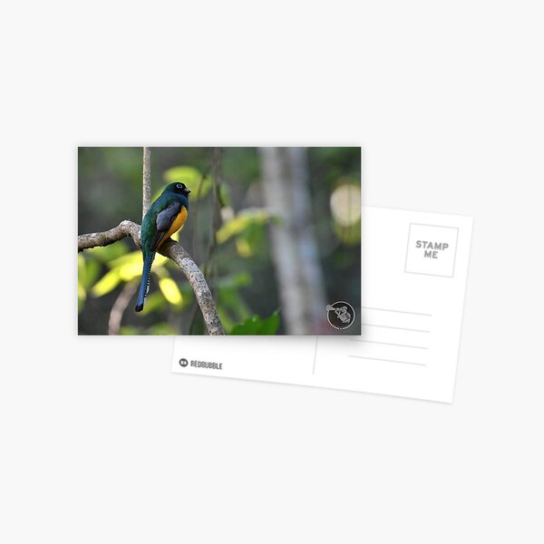 Item preview, trogon panama designed and sold by JIM-AND-ME.
