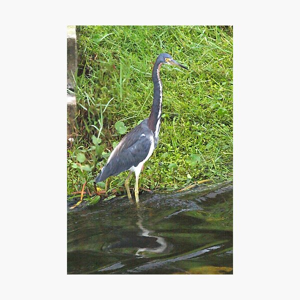 Item preview, Wading heron designed and sold by B. Randi Bailey.