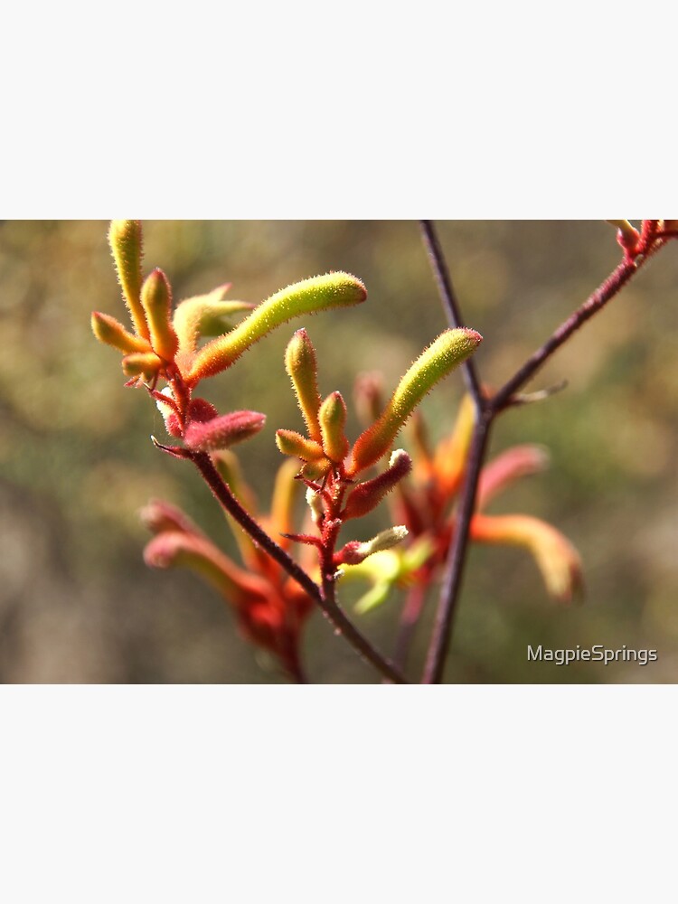 Kangaroo paw - Adelaide Hills Wine Region - Fleurieu Peninsula - by South Australian artist Avril Thomas by MagpieSprings