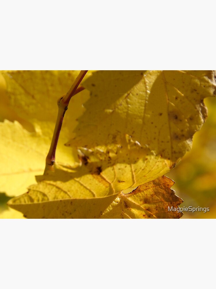 Autumn Vine - by South Australian artist Avril Thomas by MagpieSprings