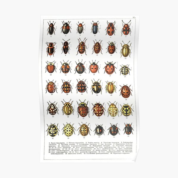 Ladybird Beetles Vintage Scientific Poster