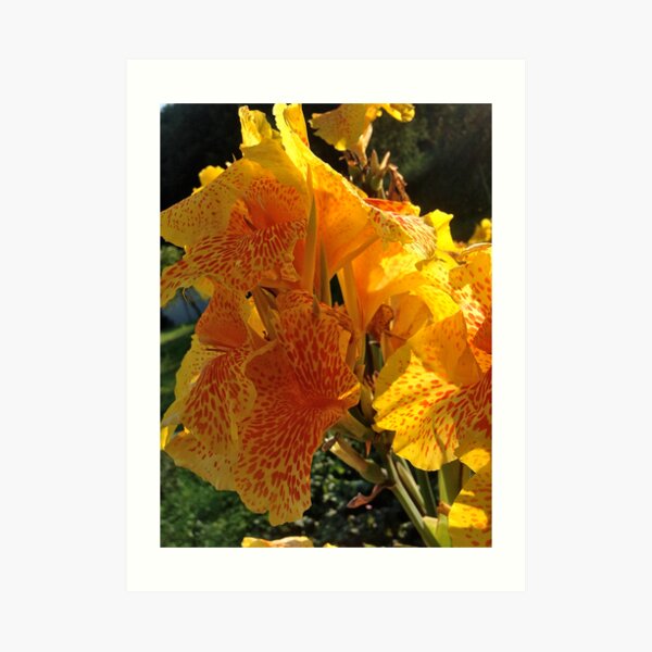 Autumn wonders.....You are a gift if you like ! by Andrew Brown Sugar. Art Print