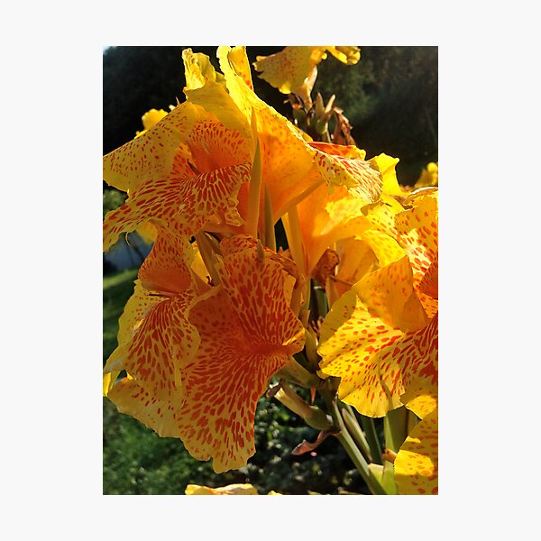 Aperçu de l'œuvre Autumn wonders.....You are a gift if you like !  by Andrew Brown Sugar. créée et vendue par © Andrzej Goszcz,M.D. Ph.D.
