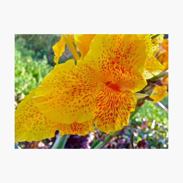 Aperçu de l'œuvre Autumn Desire.  ###  You are a gift if you like !  by Andrew Brown Sugar. créée et vendue par © Andrzej Goszcz,M.D. Ph.D.