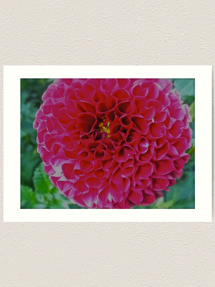 Leonard Cohen Different Sides By Andrew Brown Sugar Art Print By Andgoszcz Redbubble leonard cohen different sides by andrew brown sugar art print by andgoszcz redbubble