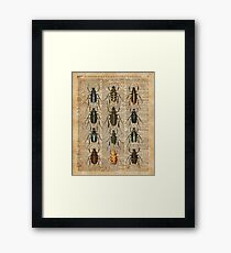 Beetles & Bugs,Insect Chart,Biological Illustration on Vintage Dictionary Book Page Background Framed Print