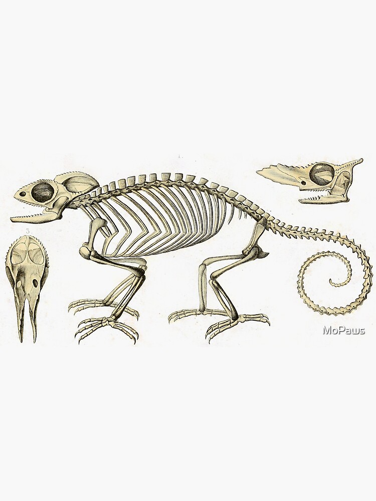 Chameleon Skeleton Anatomy Vintage Science Sticker for Sale by