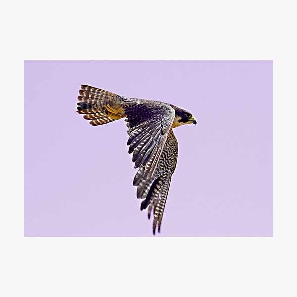 Peregrine Photographic Print