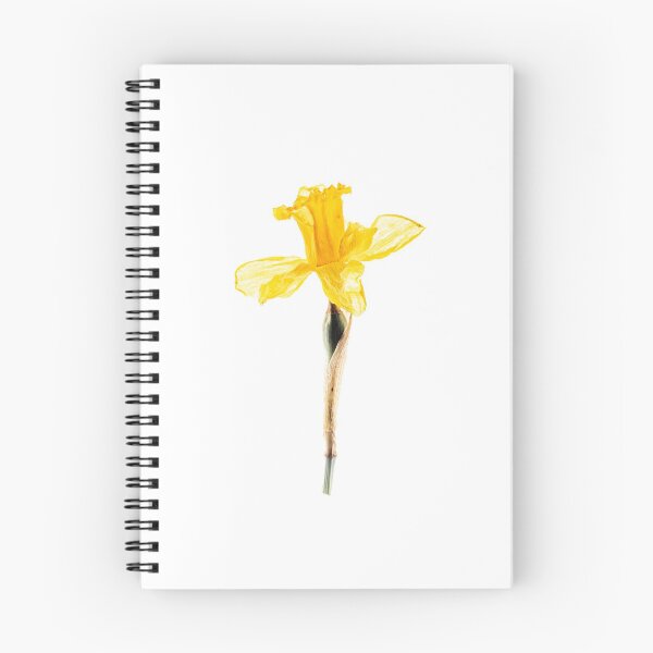 Item preview, Dried Daffodil Flower designed and sold by Richard Nixon.