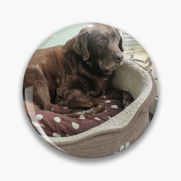 Item preview, Chocolate Labrador  designed and sold by Philippakoh1003.