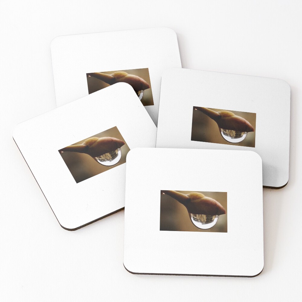 Awake series photography by Yannis Lobaina Coasters (Set of 4)