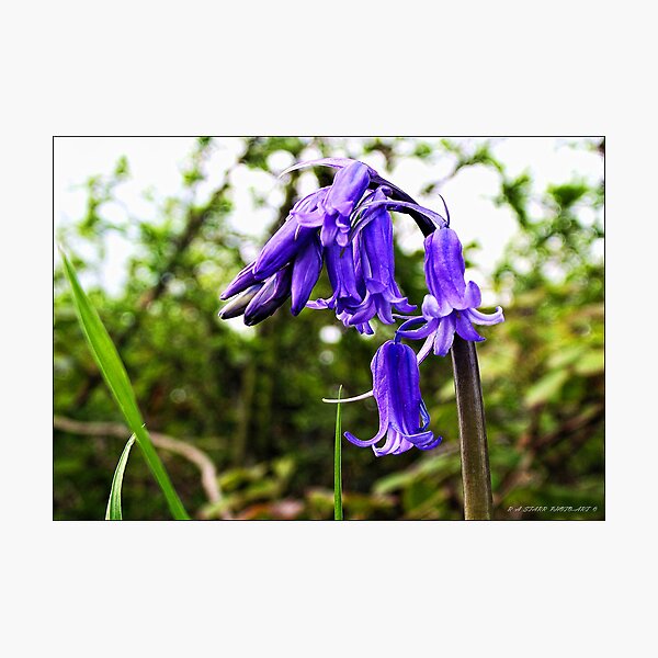 Item preview, campanilla designed and sold by andystarr1.