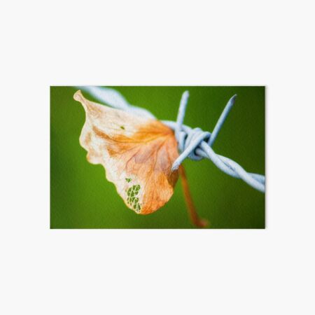 What the wind did Art Board Print