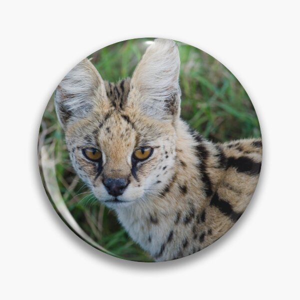 Item preview, Serval designed and sold by Yves Roumazeilles (Wild Focus).