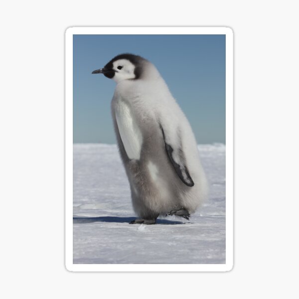Item preview, Emperor chick designed and sold by Marion Joncheres.