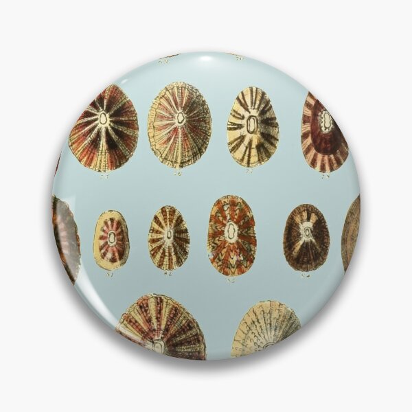 Item preview, Limpet Shells Vintage Antique Scientific Natural History Illustration designed and sold by MoPaws.
