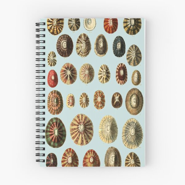 Item preview, Limpet Shells Vintage Antique Scientific Natural History Illustration designed and sold by MoPaws.