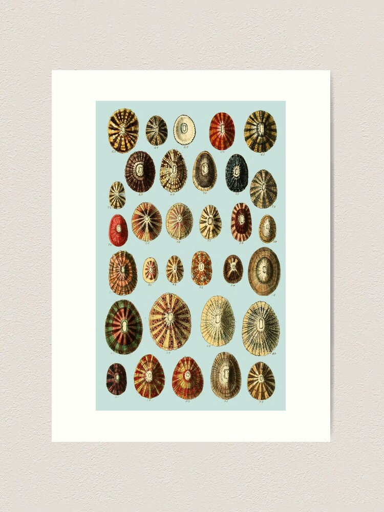 Limpet Shells Vintage Antique Scientific Natural History