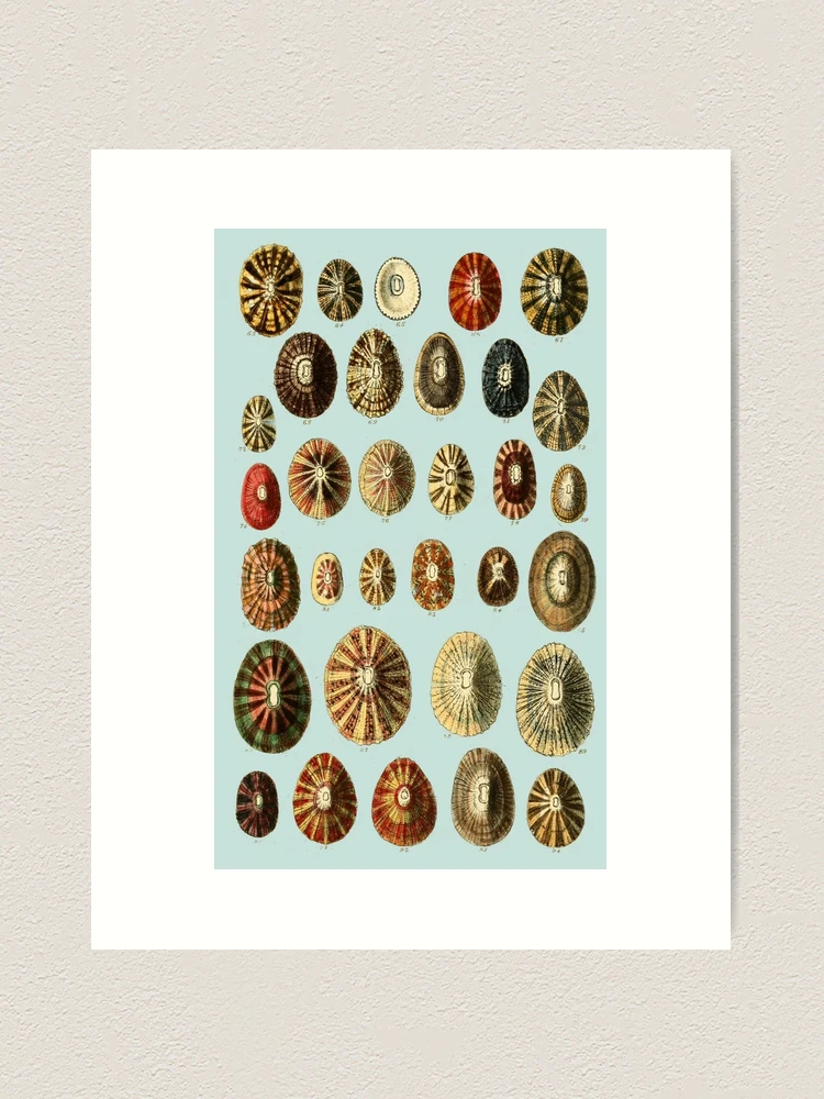 Limpet Shells Vintage Antique Scientific Natural History Limpet Shells Vintage Antique Scientific Natural History