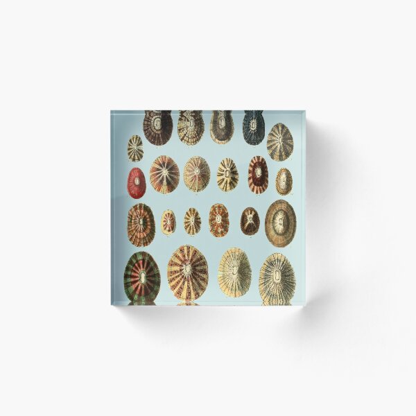 Item preview, Limpet Shells Vintage Antique Scientific Natural History Illustration designed and sold by MoPaws.