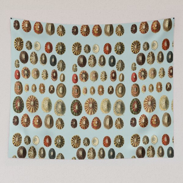 Item preview, Limpet Shells Vintage Antique Scientific Natural History Illustration designed and sold by MoPaws.