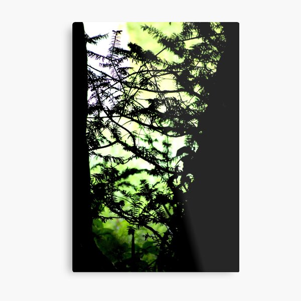 Shadows of the Yew Metal Print