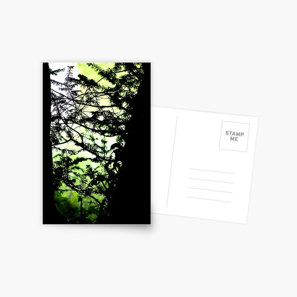 Shadows of the Yew Postcard