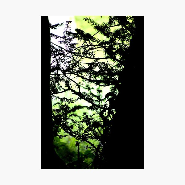 Shadows of the Yew Photographic Print