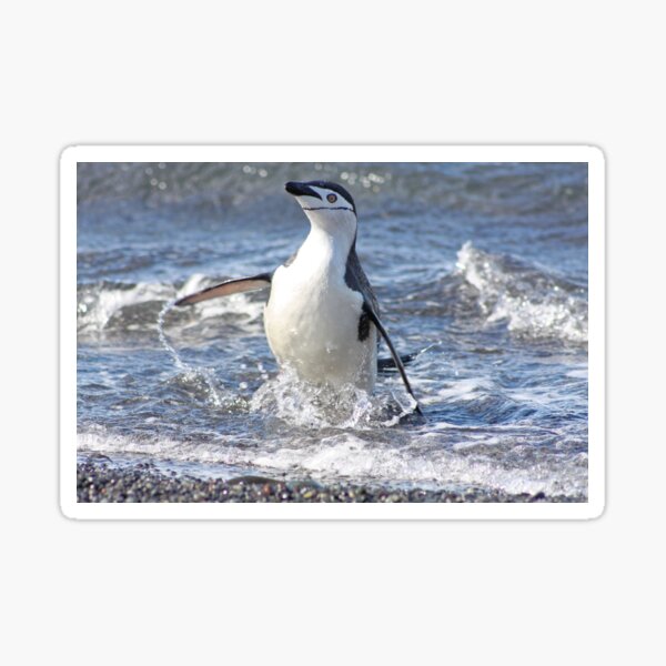 Item preview, Chinstrap penguin coming back from fishing designed and sold by Marion Joncheres.