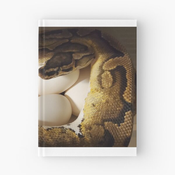 Aperçu de l'œuvre   ma femelle python boule de pied portant sur sa couvée d'oeufs.
Python regius AKA le python boule parfois appelé le python royal créée et vendue par AmethystHux.