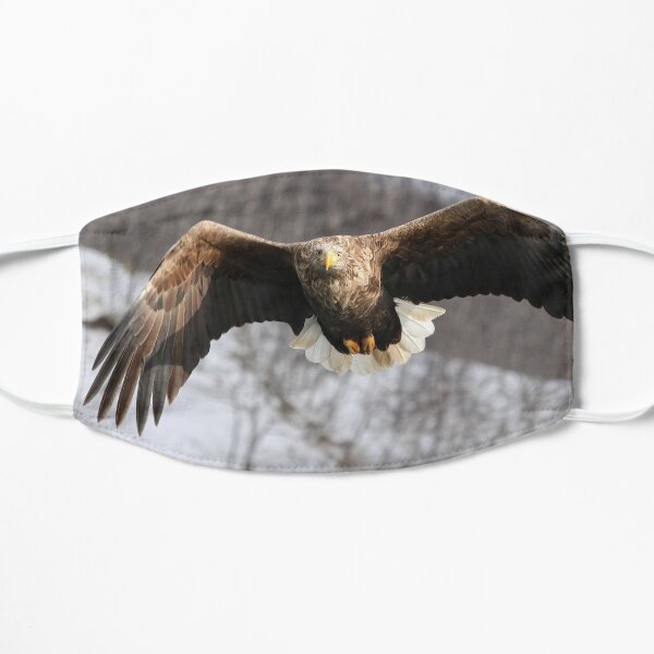 White tailed eagle Masque sans plis