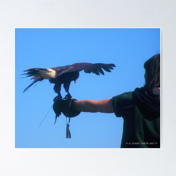 Artikelvorschau, bird of prey  entworfen und verkauft von andystarr1.