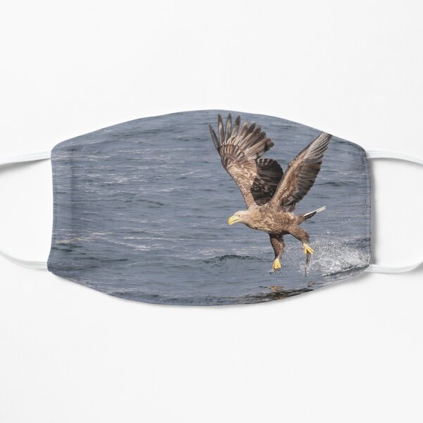 White-tailed eagle's successful fishing Masque sans plis