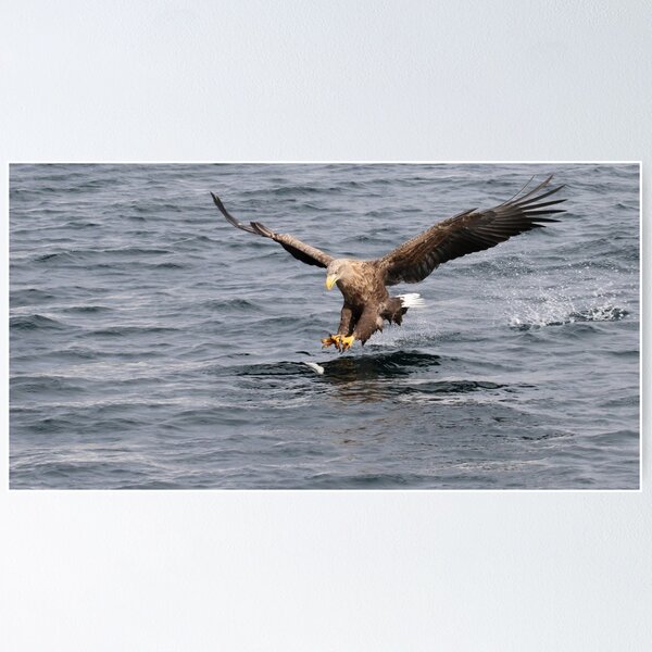 Item preview, White tailed eagle fishing designed and sold by Marion Joncheres.